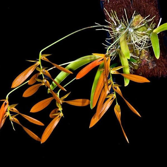 Bulbophyllum wallichii Orchid Plant - Home Garden Collection