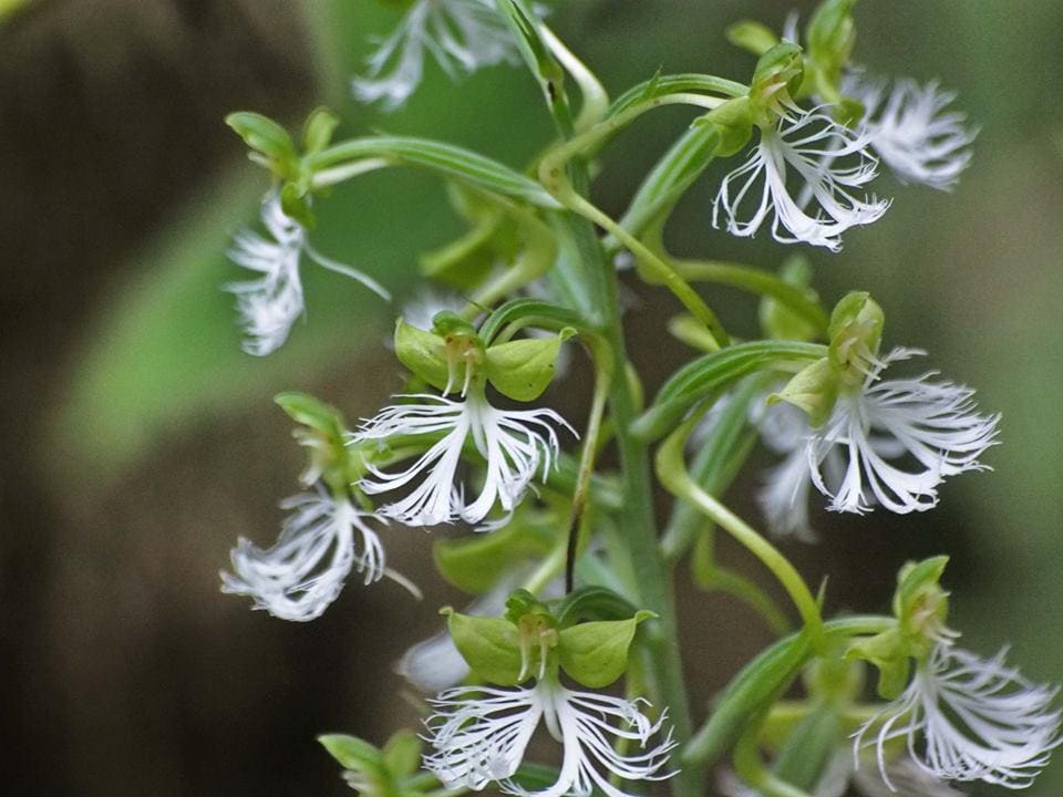 Habenaria medioflexa  1 tuber ground orchid ,terrestial orchid
