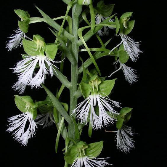 Habenaria medioflexa  1 tuber ground orchid ,terrestial orchid