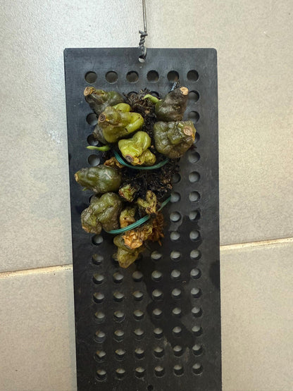 Bulbophyllum wallichii Orchid Plant - Home Garden Collection