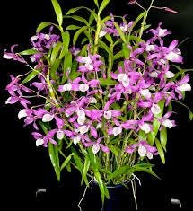 Orchid Dendrobium tortile pink 1 plant orchid collection
