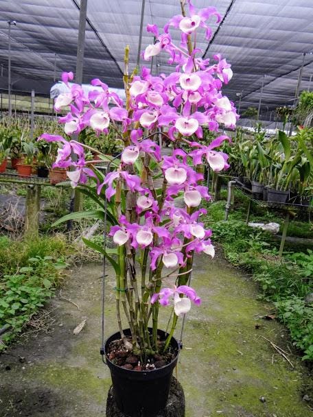 Orchid Dendrobium tortile pink 1 plant orchid collection