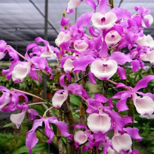 Orchid Dendrobium tortile pink 1 plant orchid collection