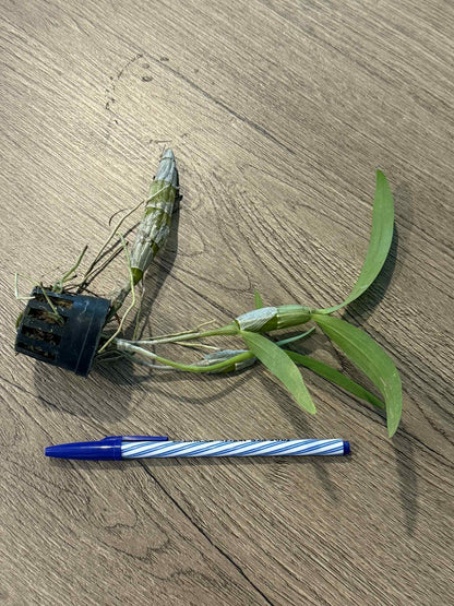 Orchid Dendrobium tortile pink 1 plant orchid collection