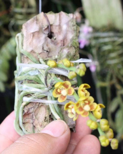 Chiloschista extinctoriformis