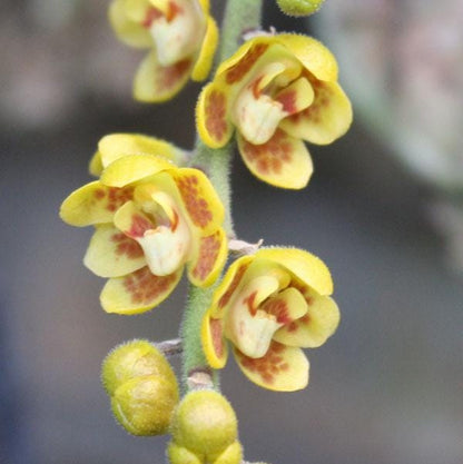 Chiloschista extinctoriformis