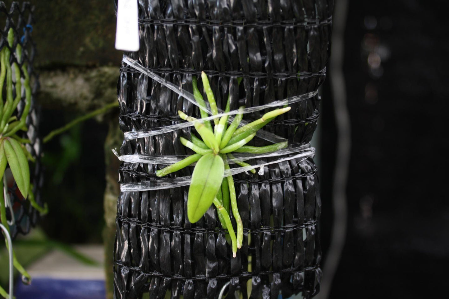 Chiloschista extinctoriformis