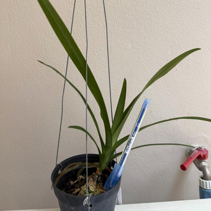 Dimorphorchis lowii   ディモルフォルキス　ロウィ