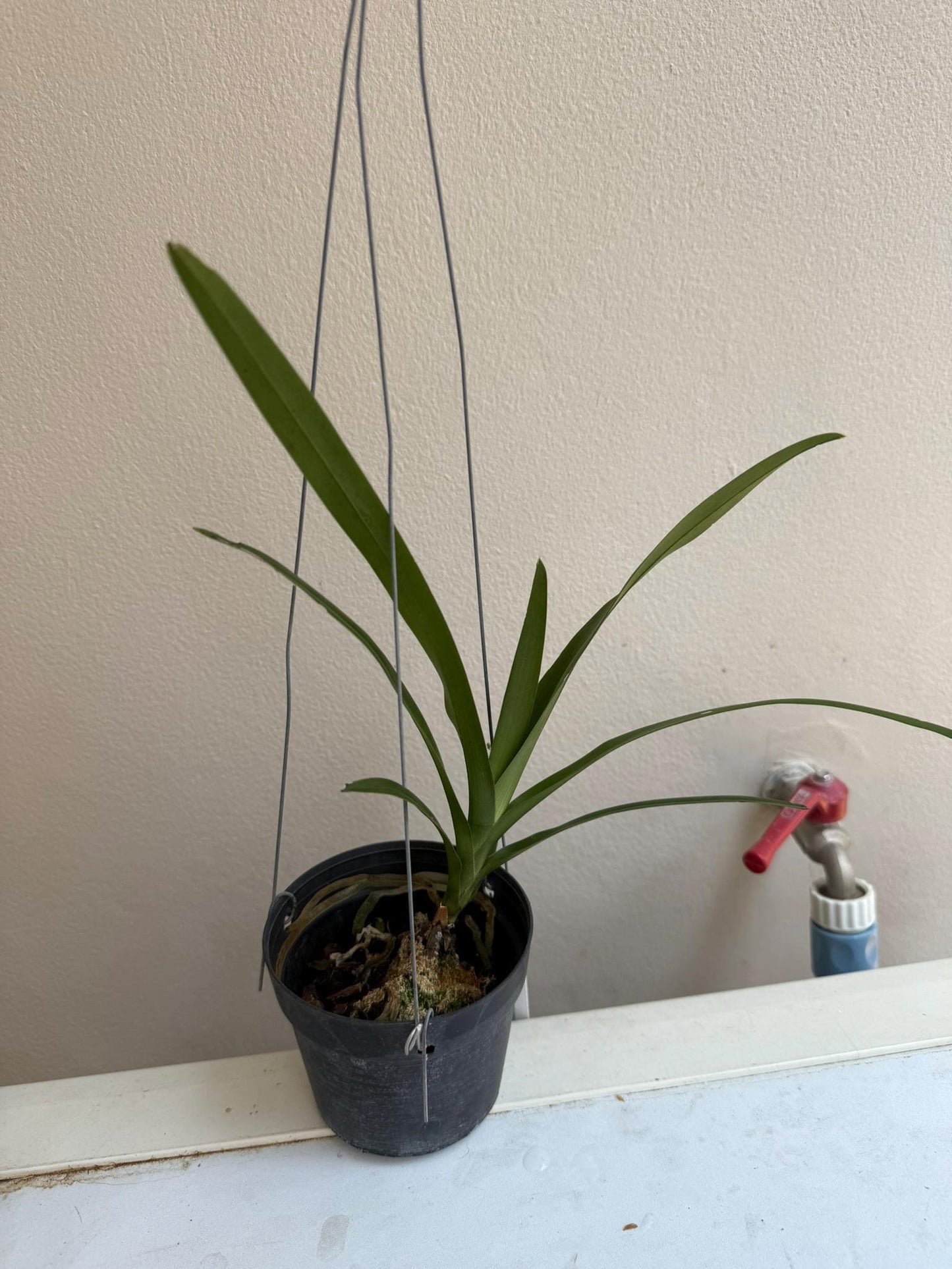 Dimorphorchis lowii   ディモルフォルキス　ロウィ