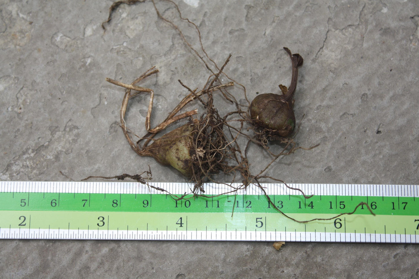 Orchid Spathoglottis hardingiana 2 plant/tuber orchid plant collection and home decorate