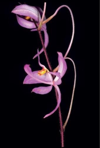 Orchid Spathoglottis hardingiana 2 plant/tuber orchid plant collection and home decorate
