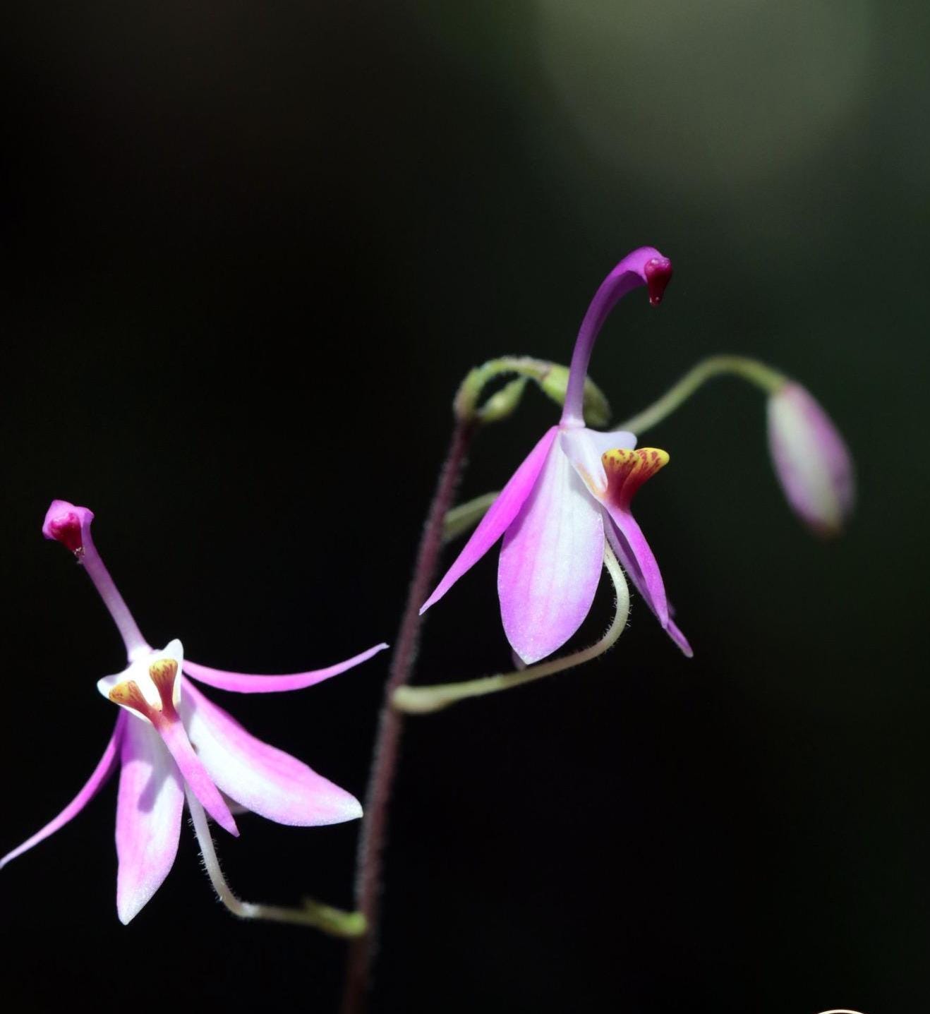 Orchid Spathoglottis hardingiana 2 plant/tuber orchid plant collection and home decorate