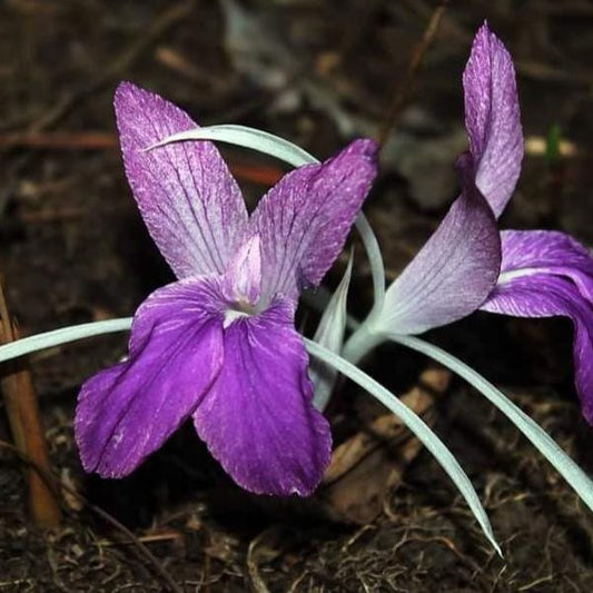 ZINGIBERACEAE  Kaempferia rotunda pink 2 rhizome tropical ginger collection