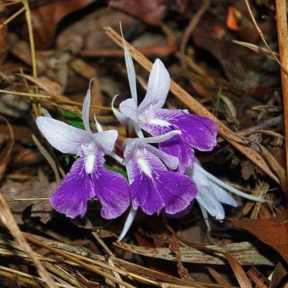 ZINGIBERACEAE  Kaempferia rotunda pink 2 rhizome tropical ginger collection