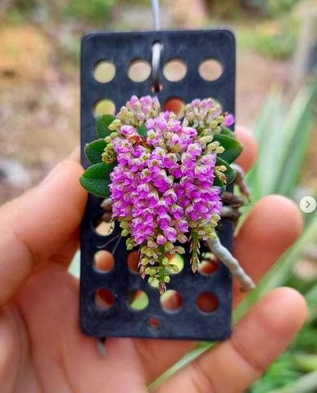 Schorchis fragrans Fragrant Schoenorchis, is a miniature orchid  1 Plant