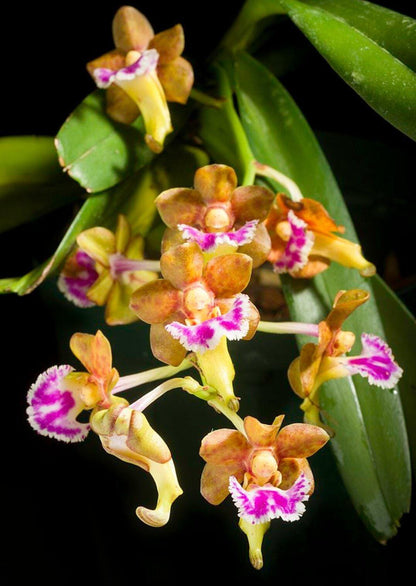 Vanda flabellata (orchid)