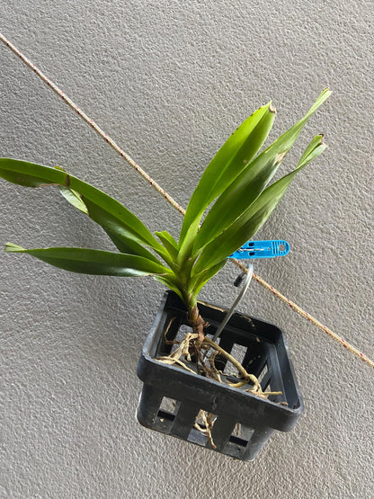 Vanda flabellata (orchid)