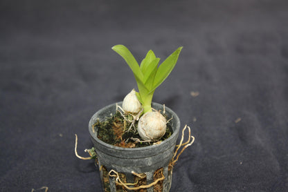 Dendrobium garrettii Orchid: Mini Orchid Collection