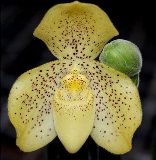 Paphiopedilum concolor 1 plant Tropical Orchid species rare and lady slipper orchid