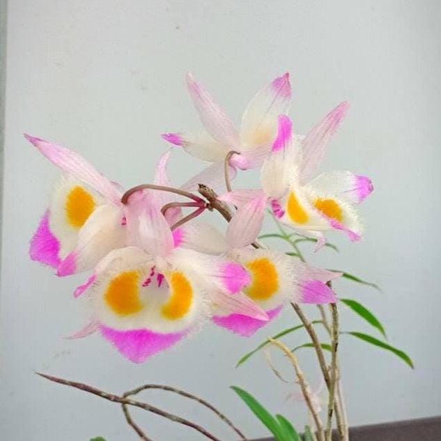 orchid Dendrobium devonianum 1 plant orchid collection with flower bud