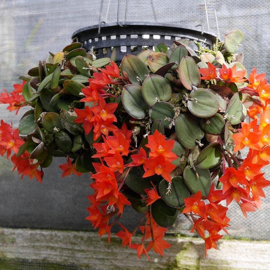 Mini Cattleya Orchid Plant - Sophronitis cernua - Home Garden