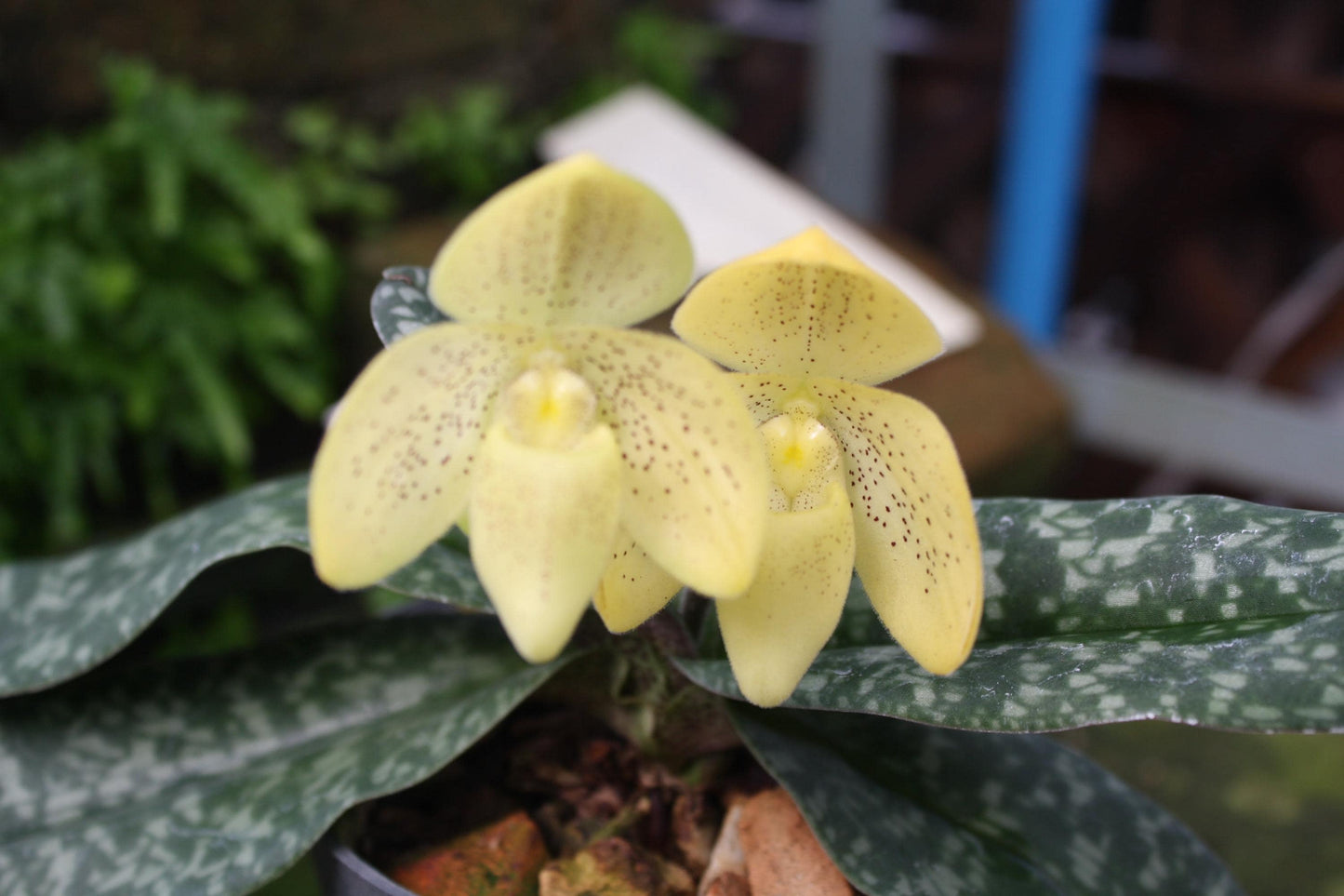 Paphiopedilum concolor 1 plant Tropical Orchid species rare and lady slipper orchid