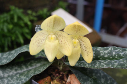 Paphiopedilum concolor 1 plant Tropical Orchid species rare and lady slipper orchid