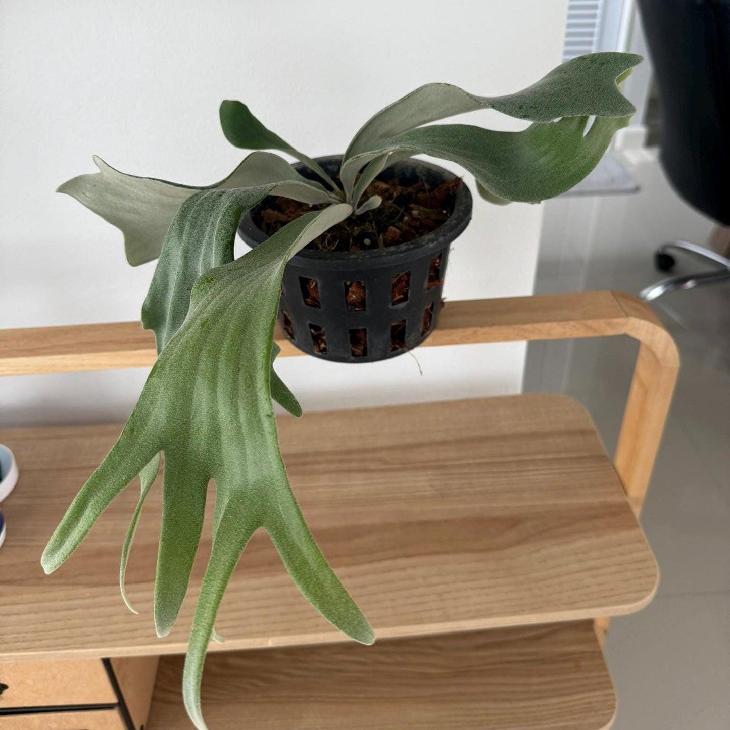 Platycerium Willinckii "Celso tatsuta"