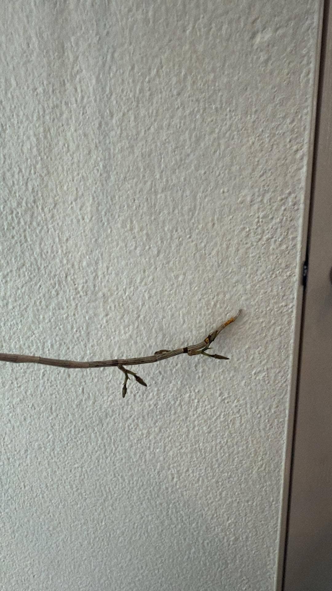 orchid Dendrobium devonianum 1 plant orchid collection with flower bud