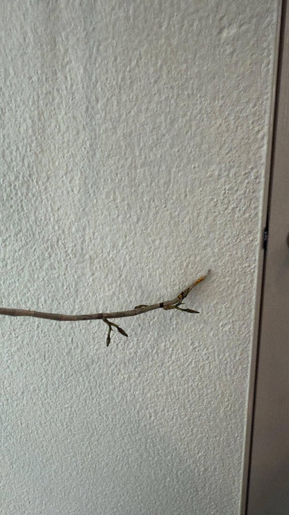 orchid Dendrobium devonianum 1 plant orchid collection with flower bud