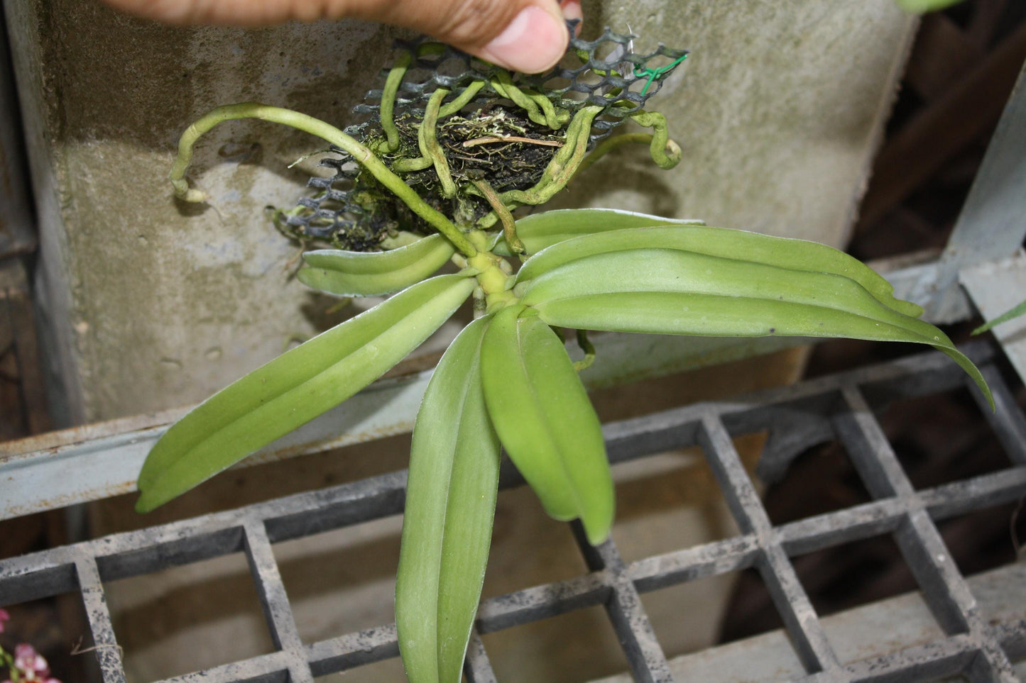 Gastrochilus Obliquus Orchid - Mounted Miniature Epiphyte