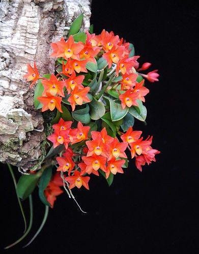 Mini Cattleya Orchid Plant - Sophronitis cernua - Home Garden