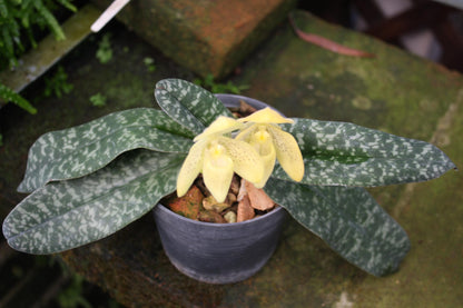 Paphiopedilum concolor 1 plant Tropical Orchid species rare and lady slipper orchid