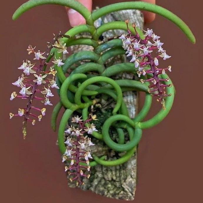 Cleisostoma Arietinum Orchid Plant: Home Garden Collection