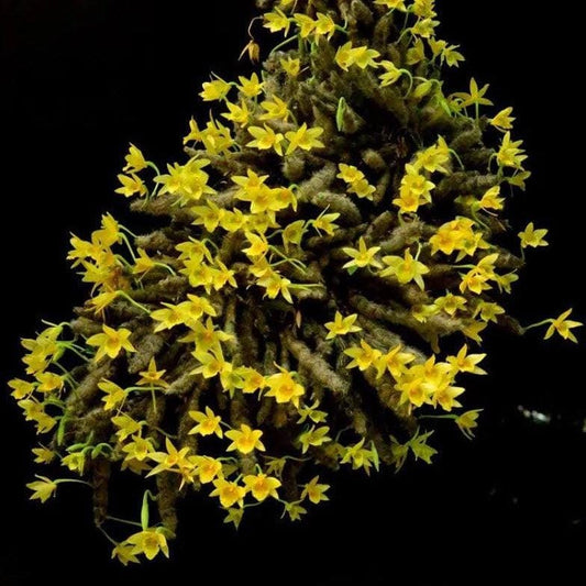 Dendrobium senile Orchid Plant - Home Garden Collection