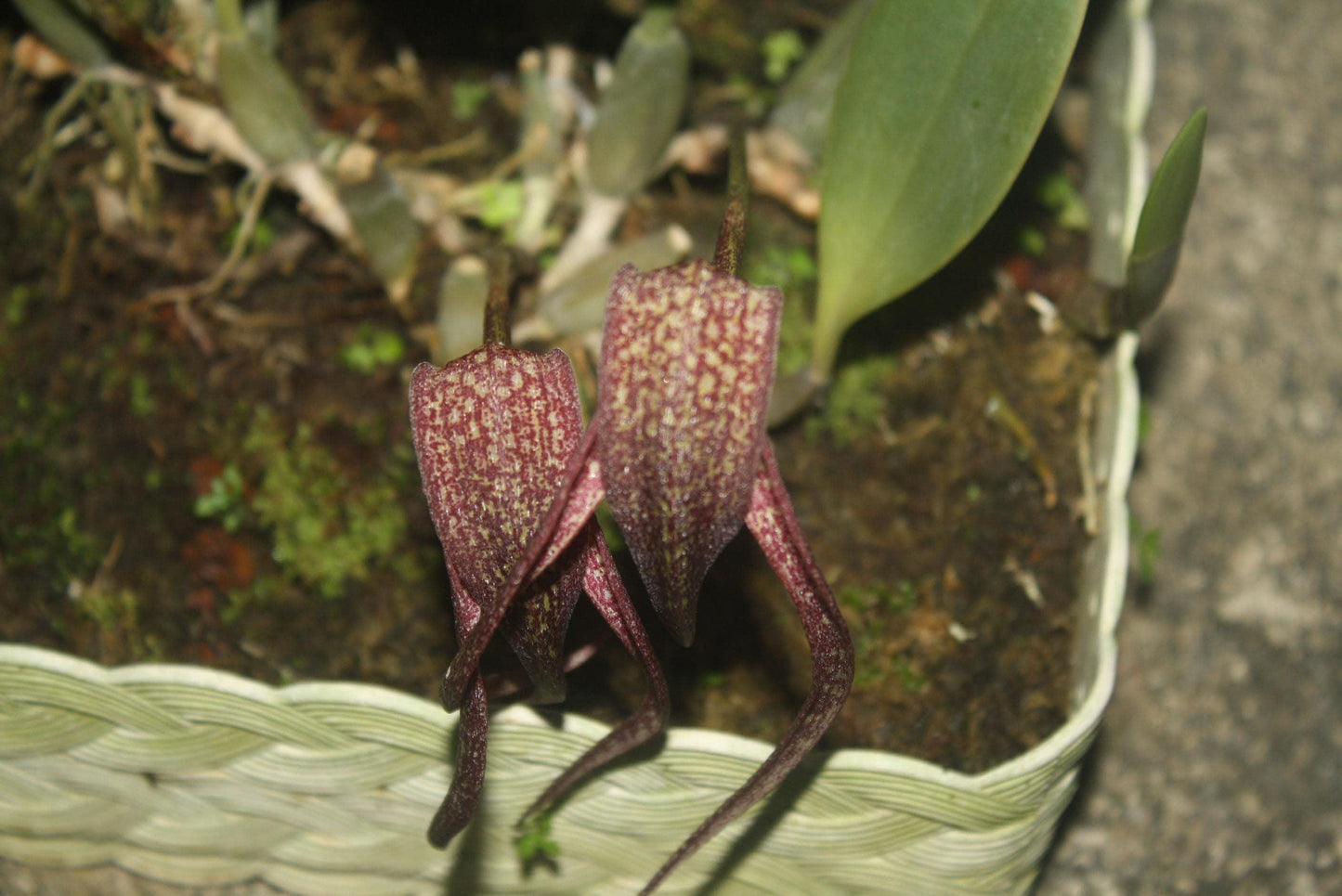 Bulbophyllum Orchid Plant (grandiflorum x longisepalum) - 2" Pot