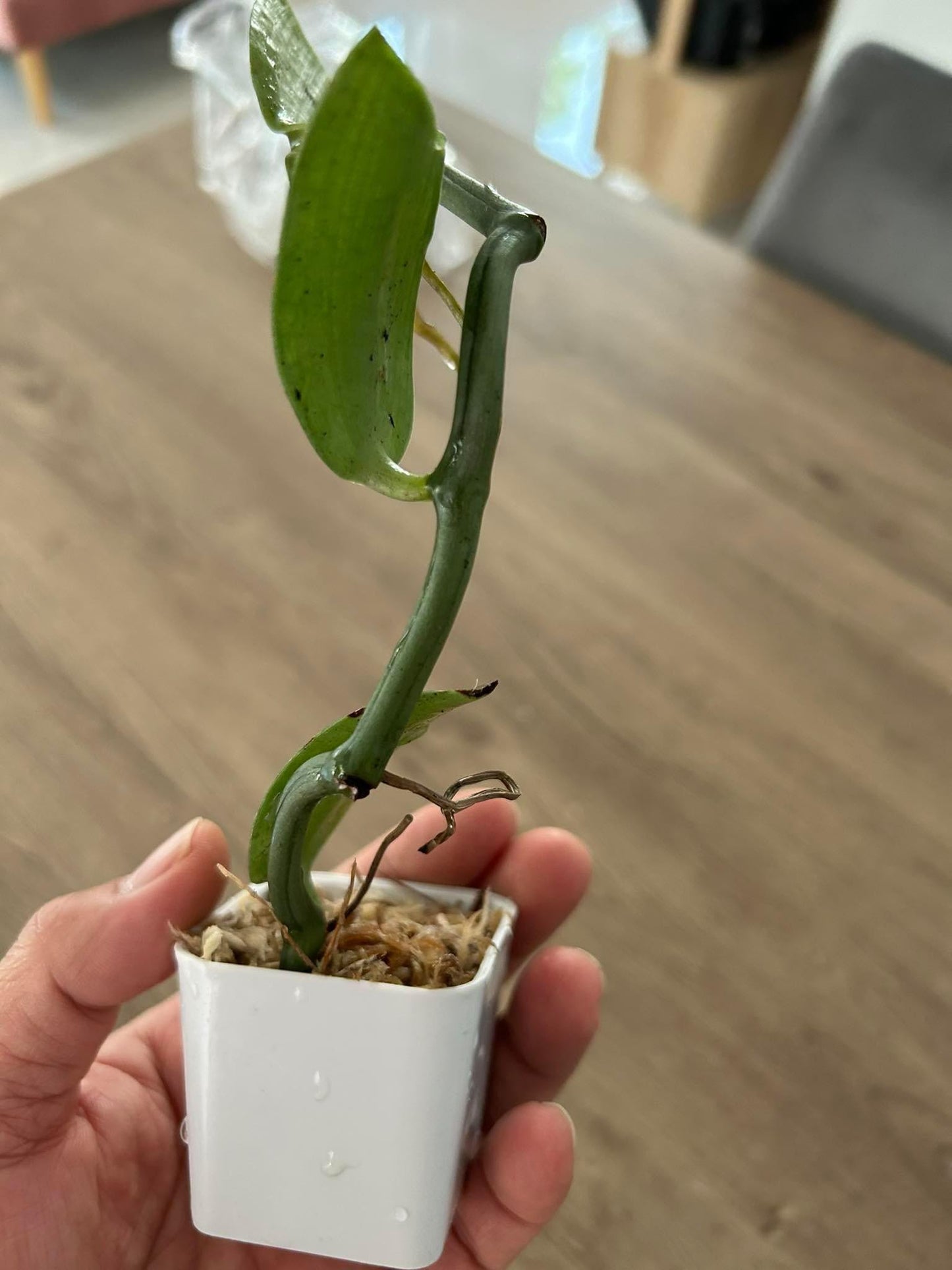 Vanilla cardinalis  climbing vine orchid  1 plant collection and home decore 珍しいバニラ蘭 S small size