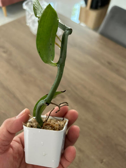 Vanilla cardinalis  climbing vine orchid  1 plant collection and home decore 珍しいバニラ蘭 S small size