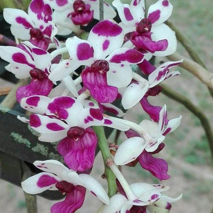 Rhynchostylis gigantea Cartoon (Select Pink|white) Foxtail Orchid, Aerides  2 Plant