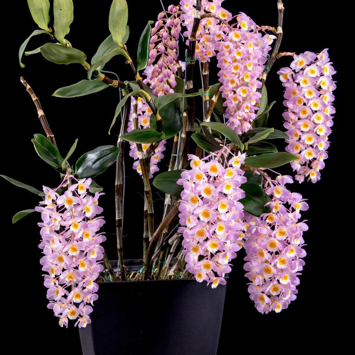 Dendrobium Amabile Orchid Plant - Bloom Size - 2" Pot