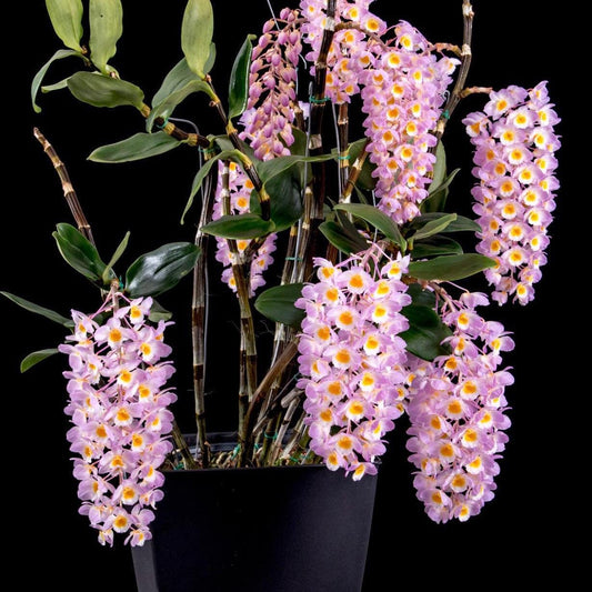 Dendrobium Amabile Orchid Plant - Bloom Size - 2" Pot
