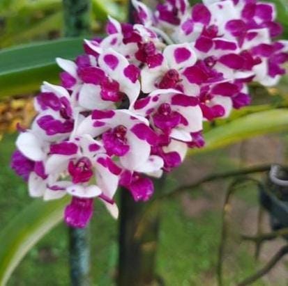 Rhynchostylis gigantea Cartoon (Select Pink|white) Foxtail Orchid, Aerides  2 Plant