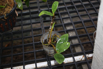 Dendrobium Amabile Orchid Plant - Bloom Size - 2" Pot