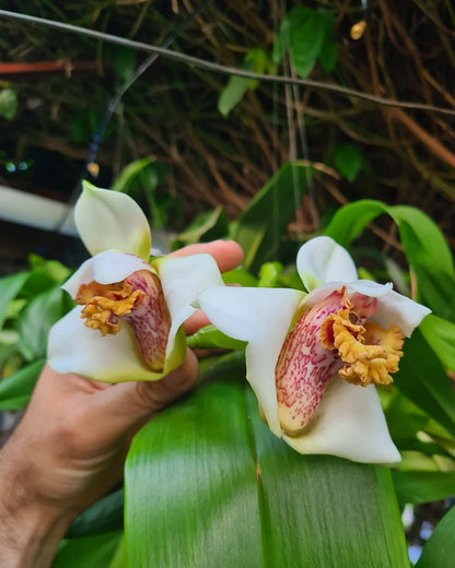 Maxillaria Grandiflora Orchid Plant - 4" Pot - Home & Garden