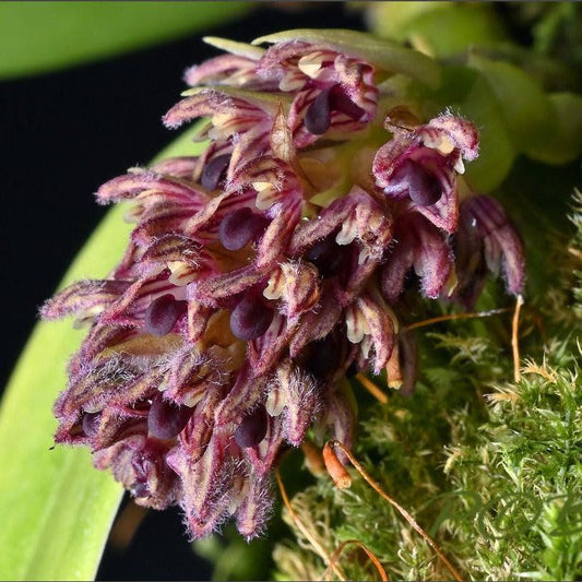 Close-up of a purple orchid with green leaves in the background