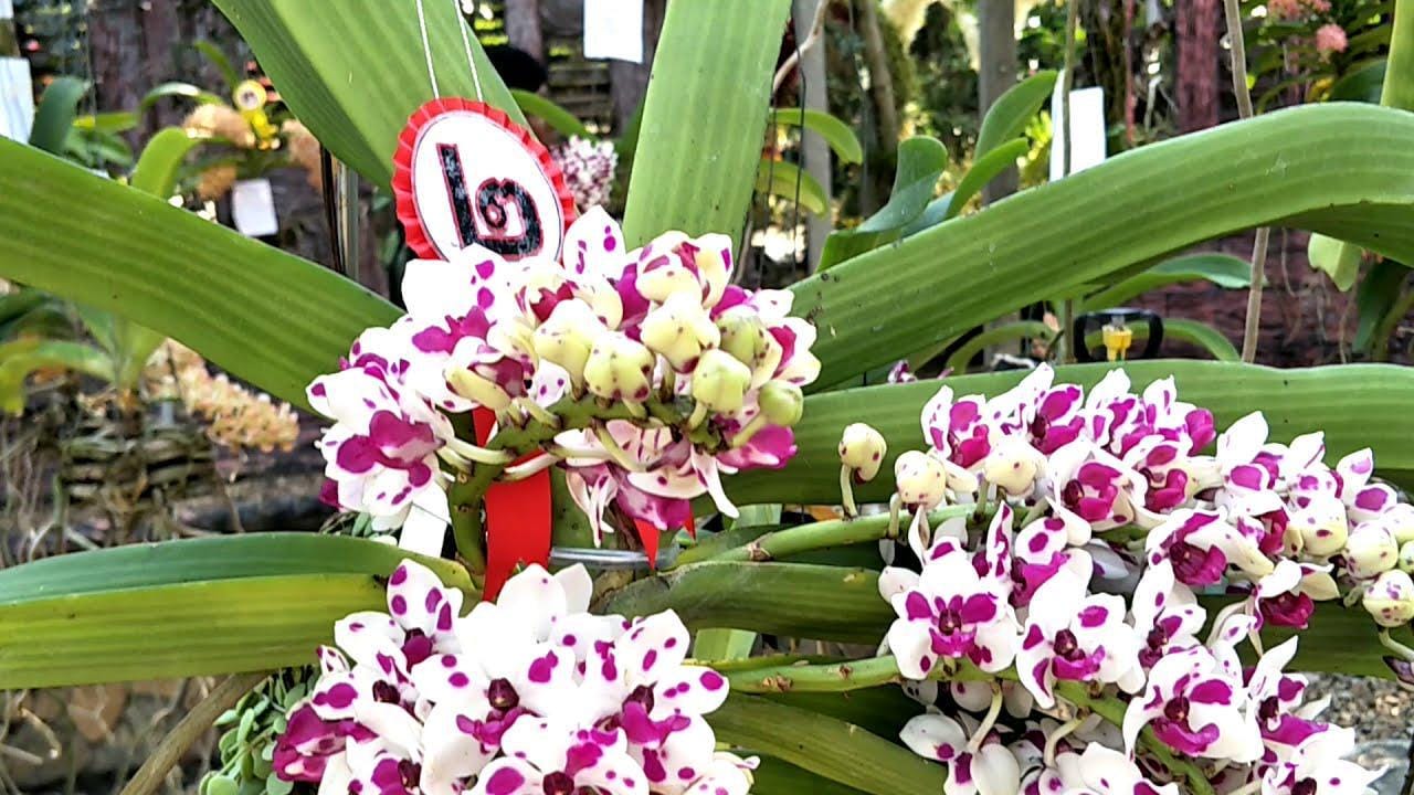 Rhynchostylis gigantea Cartoon (Select Pink|white) Foxtail Orchid, Aerides  2 Plant