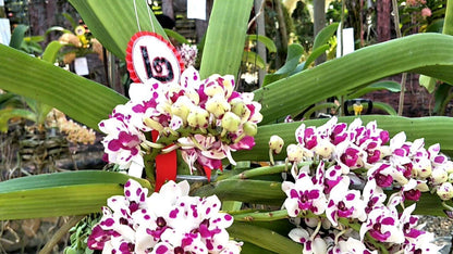 Rhynchostylis gigantea Cartoon (Select Pink|white) Foxtail Orchid, Aerides  2 Plant