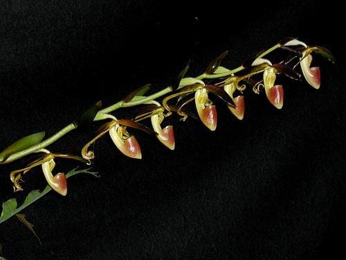 Paphiopedilum gigantifolium 1 plant home garden orchid collection orchid,lady slipper,orchid pot,live plants