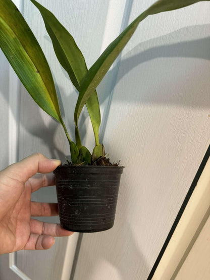 Maxillaria Grandiflora Orchid Plant - 4" Pot - Home & Garden