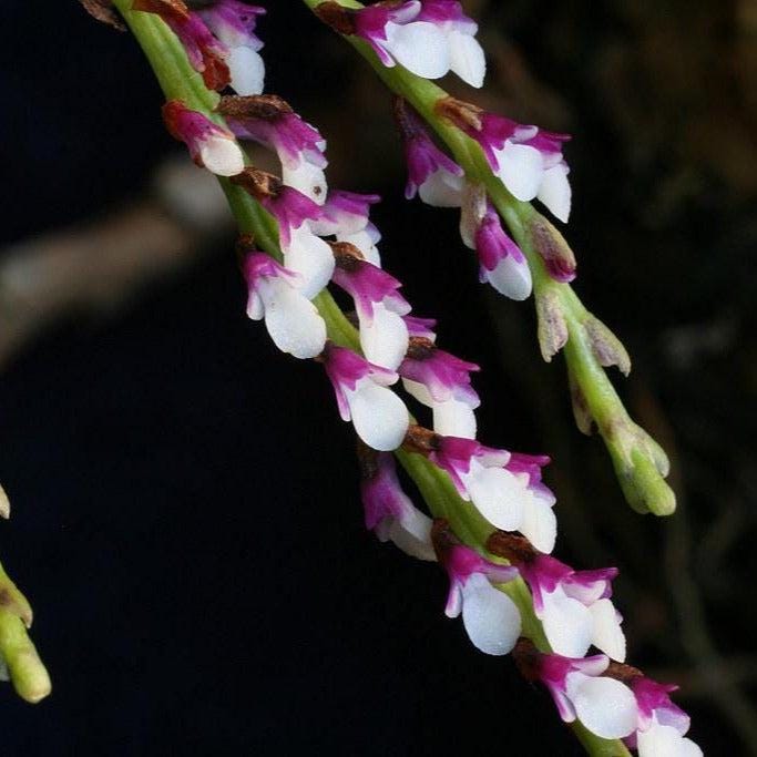 Schoenorchis Gemmata Orchid Plant - Miniature Bloom Size